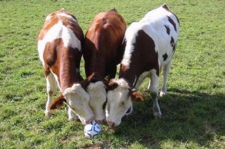 le foot